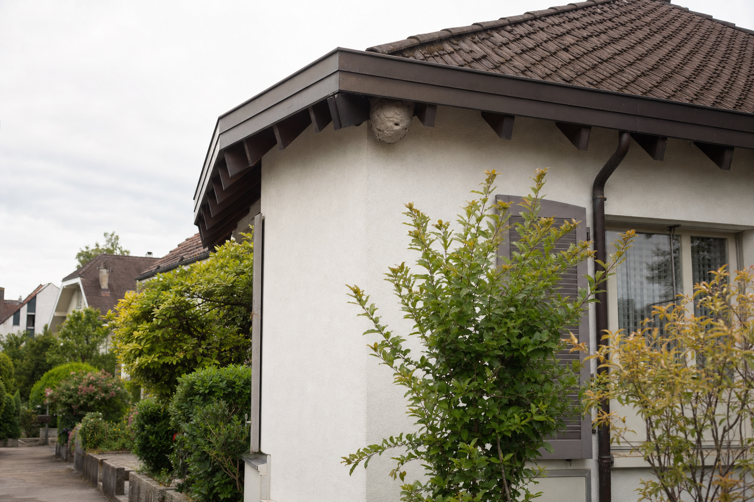 Wespennest-Entfernung in Aargau — Fachbetrieb vor Ort