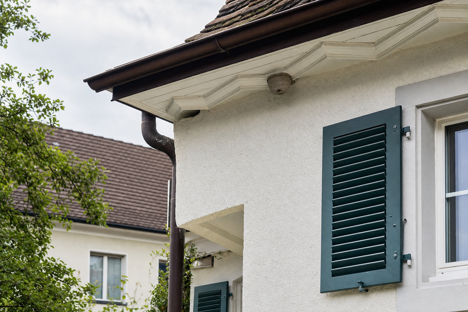 Erdwespen-Bekämpfung in Wädenswil — Fachbetrieb vor Ort